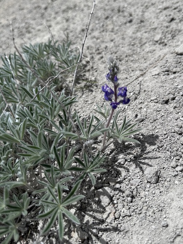Image of Lupinus nevadensis by (c) Matt Berger, some rights reserved (CC BY)
