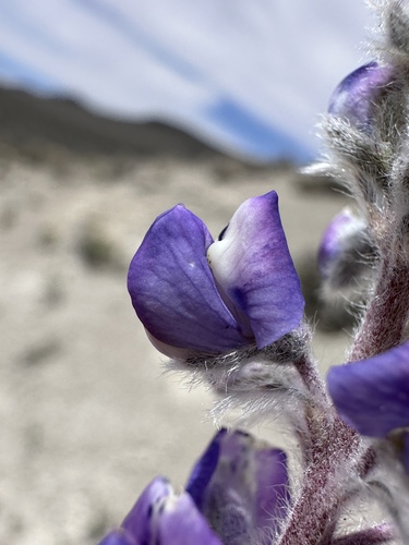 Image of Nevada Lupine (Lupinus nevadensis) by (c) Matt Berger, some rights reserved (CC BY)