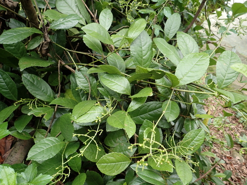 Chloranthus spicatus, photograph 1