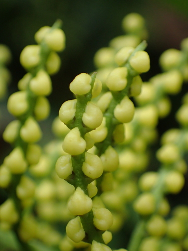 Chloranthus spicatus