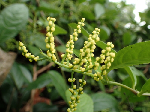 Chloranthus spicatus, photograph 2