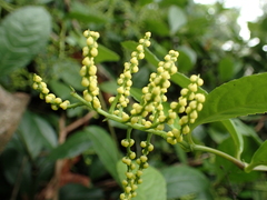 Chloranthus spicatus, photograph 葉子, CC0, iNaturalist via GBIF
