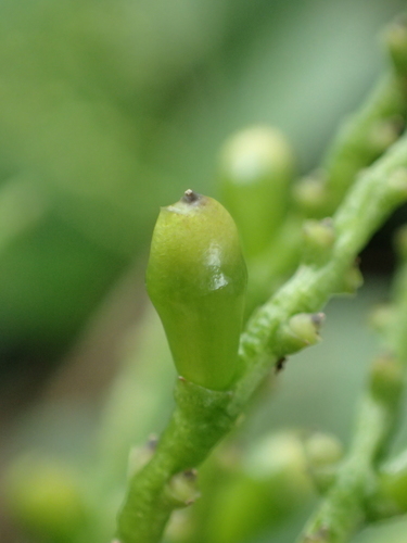 Chloranthus spicatus, photograph 4