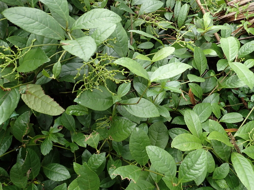Chloranthus spicatus, photograph 3