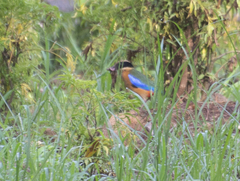 Pitta moluccensis