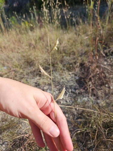 Image of Bouteloua pectinata by (c) Christen Warkoczewski, some rights reserved (CC BY)