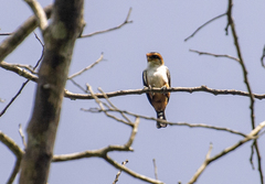 Microhierax caerulescens