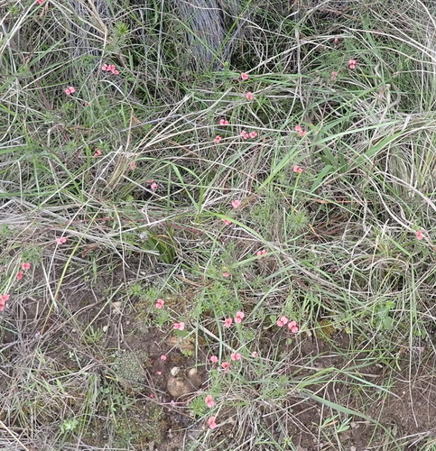 Image of Indigofera verrucosa by (c) Nicola van Berkel, some rights reserved (CC BY-SA)
