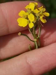 Erysimum virgatum