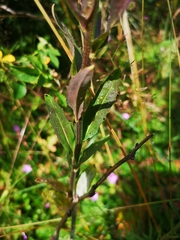 Erysimum virgatum