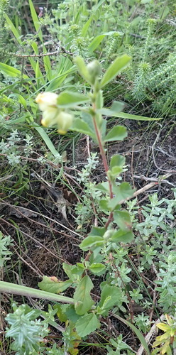 Image of Hermannia hyssopifolia by (c) Nicola van Berkel, some rights reserved (CC BY-SA)