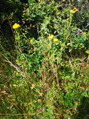 Erysimum virgatum