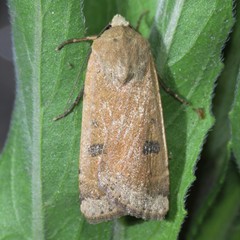 Dichagyris triphaenoides