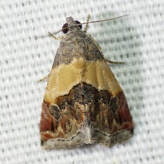 Tripudia balteata
