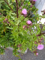 Cirsium arvense