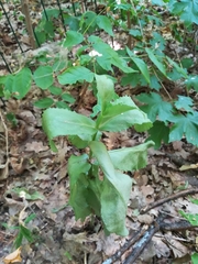 Hylotelephium maximum ruprechtii