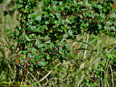 Cotoneaster konishii