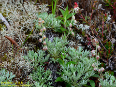 Artemisia kawakamii