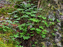 Oxalis griffithii