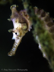Hippocampus subelongatus