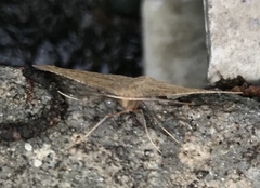 Palaeaspilates inoffensa