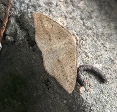 Palaeaspilates inoffensa