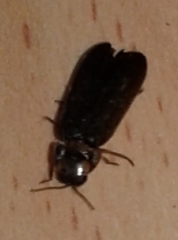 Lamprohiza splendidula