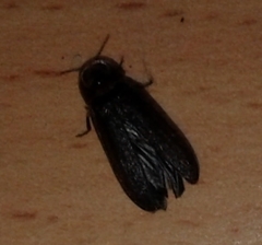 Lamprohiza splendidula