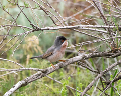 Curruca mystacea