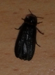 Lamprohiza splendidula