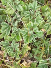 Potentilla acaulis