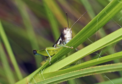 Methiolopsis geniculata