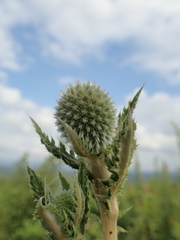 Echinops grijsii