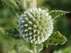 Echinops grijsii