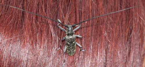 vrzúnik smrekový (Monochamus sutor)