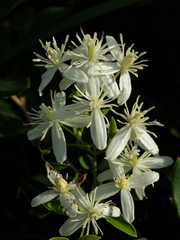 Clematis chinensis tatushanensis