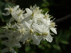 Clematis chinensis tatushanensis