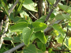 Clematis chinensis tatushanensis