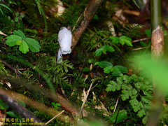 Monotropastrum humile