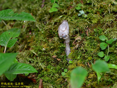 Monotropastrum humile