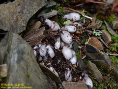 Monotropastrum humile