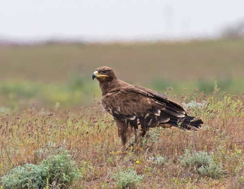 Aigle des steppes
