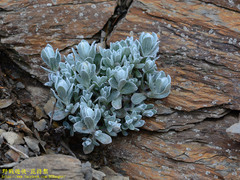 Anaphalis nepalensis