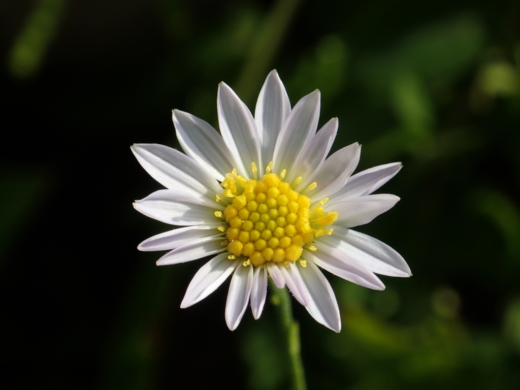 Aster shimadae