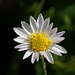 Aster shimadae - Photo no rights reserved, uploaded by 葉子