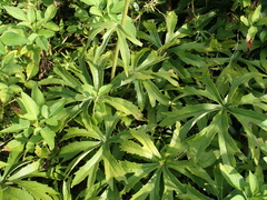 Syneilesis hayatae