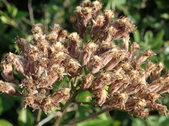 Syneilesis hayatae