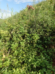 Syneilesis hayatae
