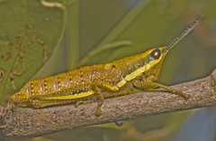 Monistria discrepans