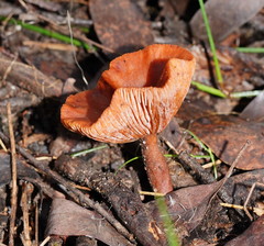 Lactarius eucalypti